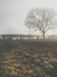 Bare tree on landscape against sky