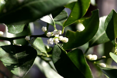 Close-up of white flowering plant