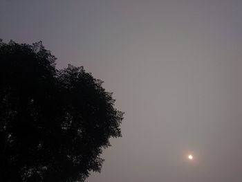 Low angle view of tree against sky at sunset