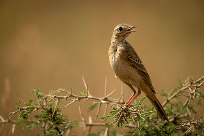 Bird perching on branch