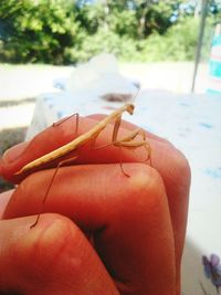 Close-up of cropped hand