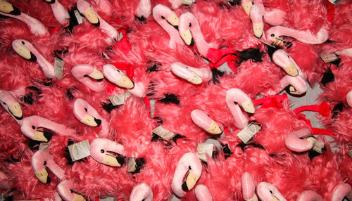 Full frame shot of flamingos