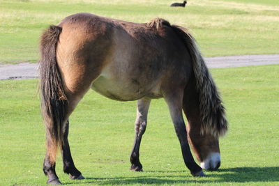 Horse grazing on field