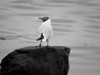 Seagull perching on rock by sea