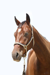 Close-up of a horse against clear sky