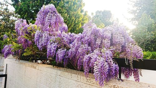 Purple flowering plants against blue sky