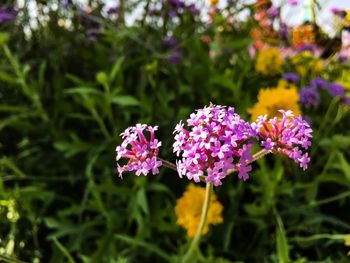 Close-up of purple flowers blooming outdoors