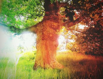 Trees growing in park