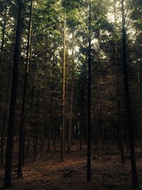 Trees in forest