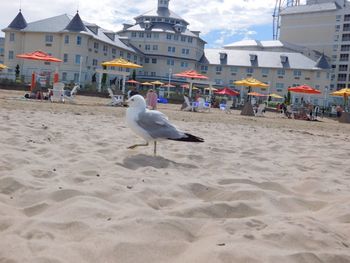 Seagulls on beach