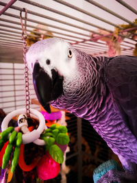 Close-up of parrot in cage