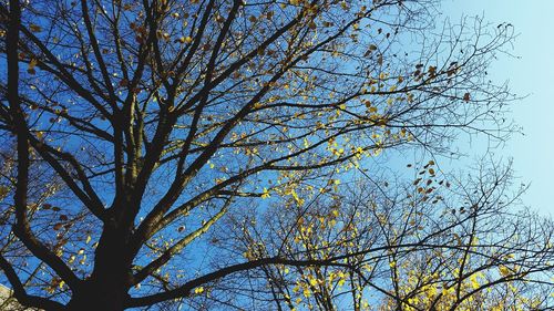 Low angle view of tree against clear blue sky