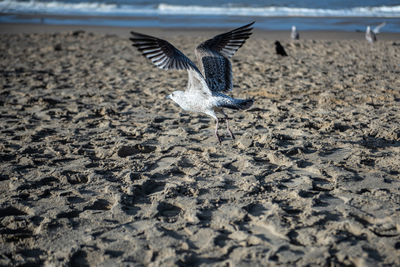 Close-up of seagull flying over beach