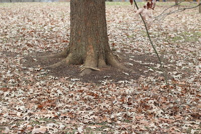 Low section of tree trunk in forest