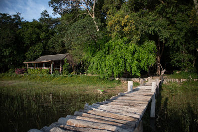 Footpath by trees in forest