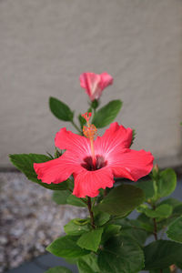 Close-up of red hibiscus flower