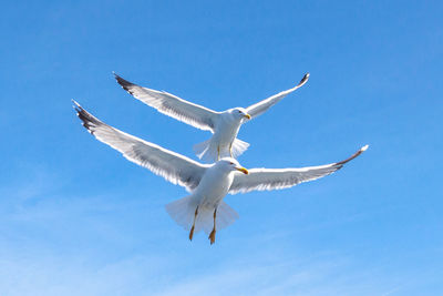 Low angle view of seagull flying against clear blue sky