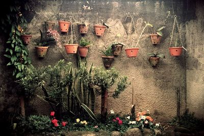 Plants growing outdoors