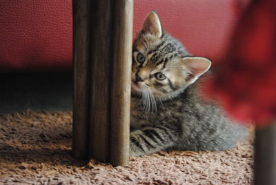 Portrait of cat sitting on floor