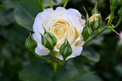 Close-up of white rose