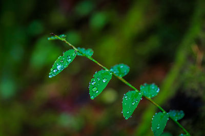 Close-up of plant