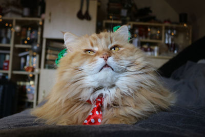 Close-up of cat