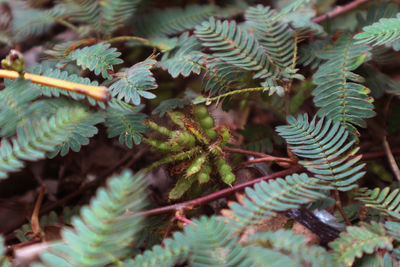 High angle view of fern leaves on tree