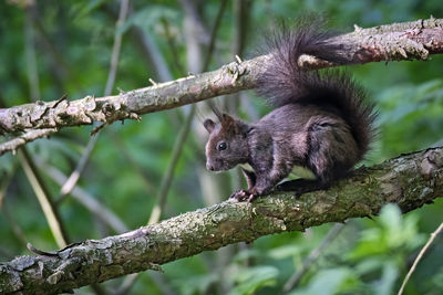 Squirrel sitting on tree