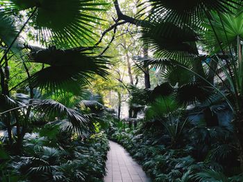 Palm trees by plants