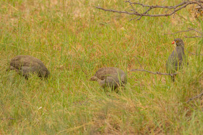 View of sheep on grass
