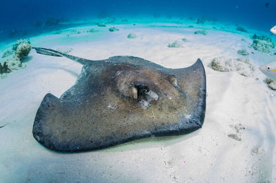 Stingray swimming in sea