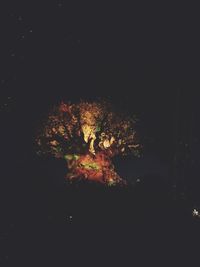 Close-up of autumn tree at night