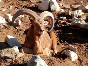 High angle view of horse on rock