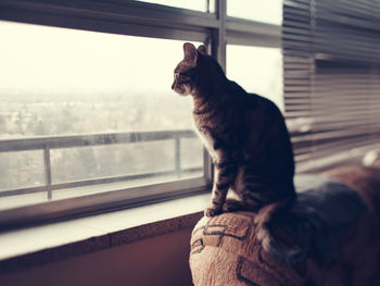 Cat looking through window