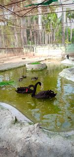 View of swans swimming in lake