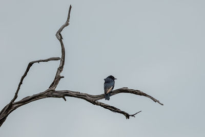 Low angle view of bird perching on branch against sky