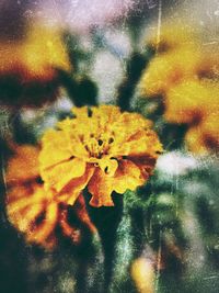 Close-up of yellow flower blooming outdoors