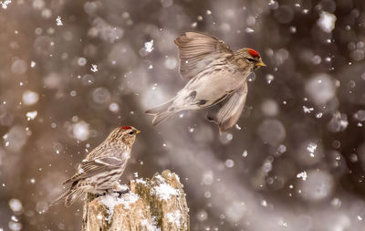 Red polls playing in the snow