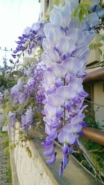 Close-up of purple flowers blooming outdoors