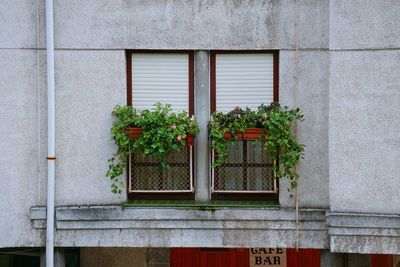 The flowers in the window