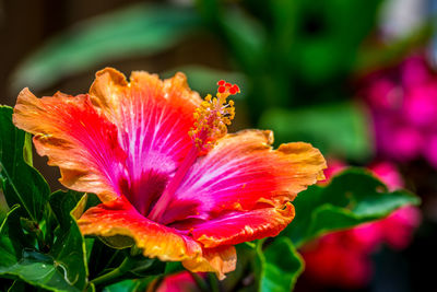 Close-up of hibiscus blooming outdoors