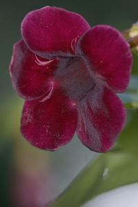 Close-up of pink flower