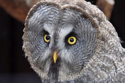 Close-up of great grey owl looking away