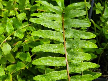 Raindrops on fern leaf 