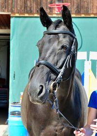 Close-up of horse