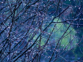 Full frame shot of bare tree branches