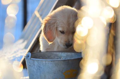 Puppy with bucket