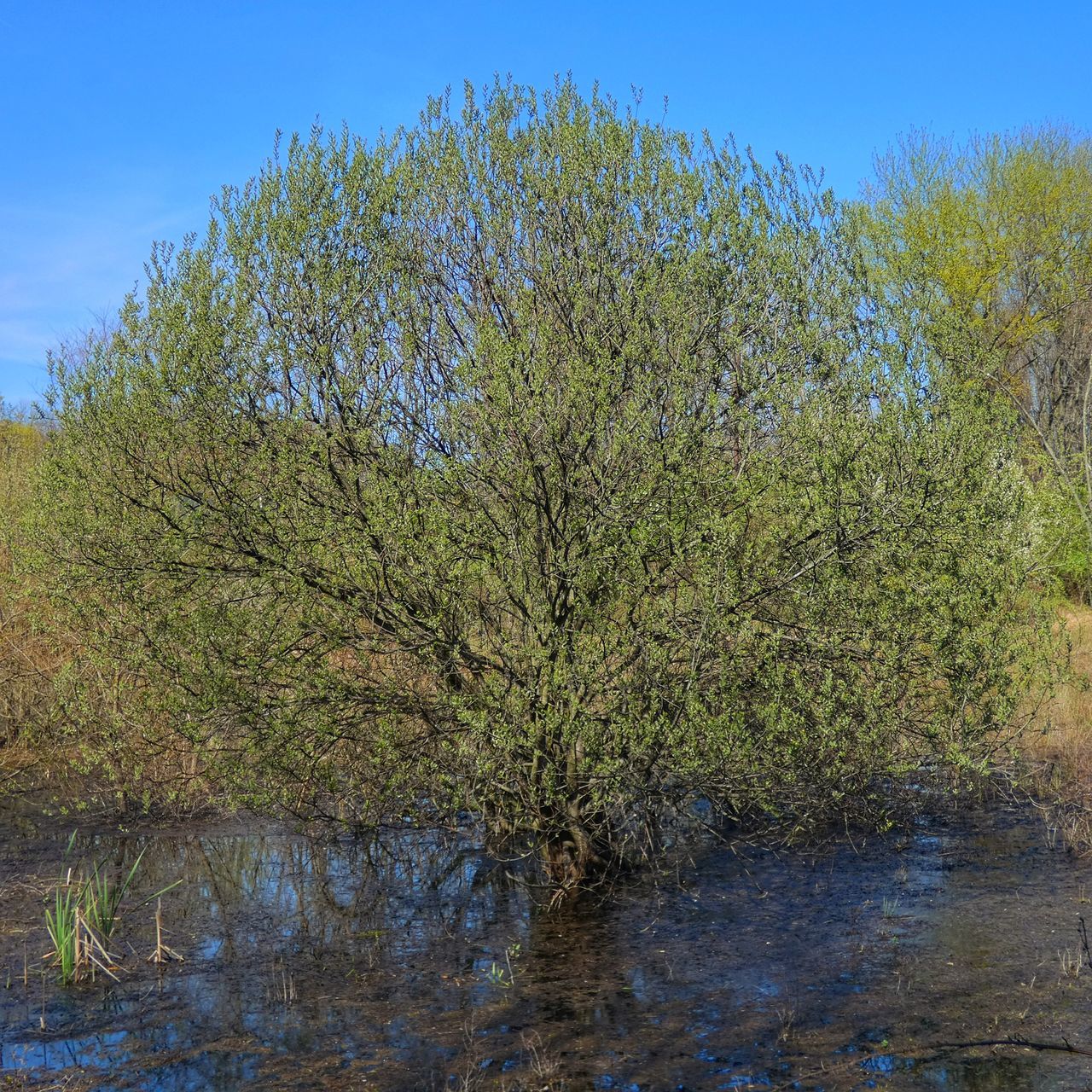 tree, plant, sky, water, growth, beauty in nature, nature, tranquility, reflection, no people, lake, day, forest, scenics - nature, blue, waterfront, tranquil scene, outdoors, non-urban scene, swamp