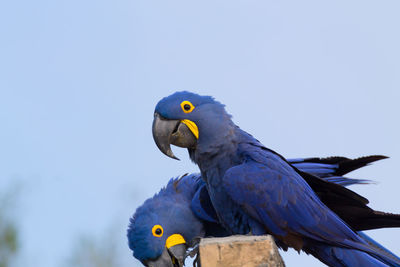 Bird perching on a parrot