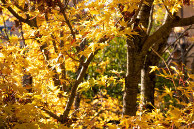 Low angle view of yellow maple tree